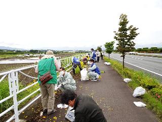 オオキンケイギクの駆除