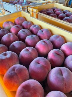 特産の桃の出荷開始