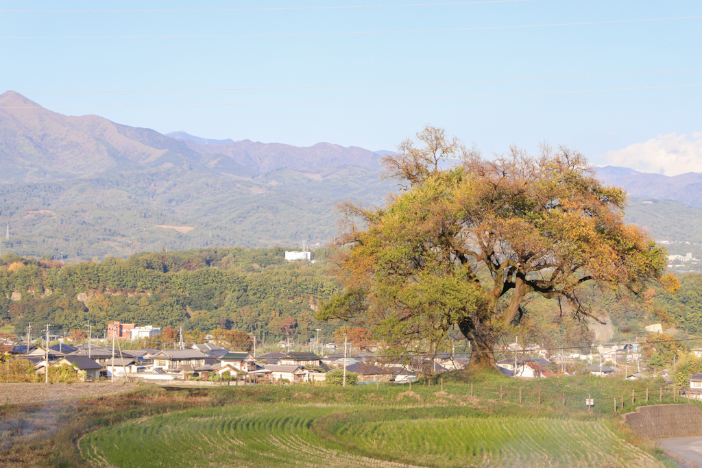 初秋のわに塚のサクラ