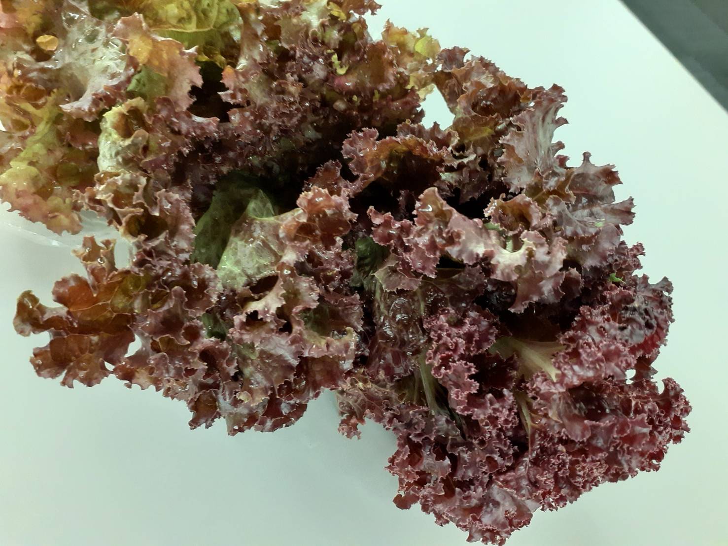 葉物野菜の写真