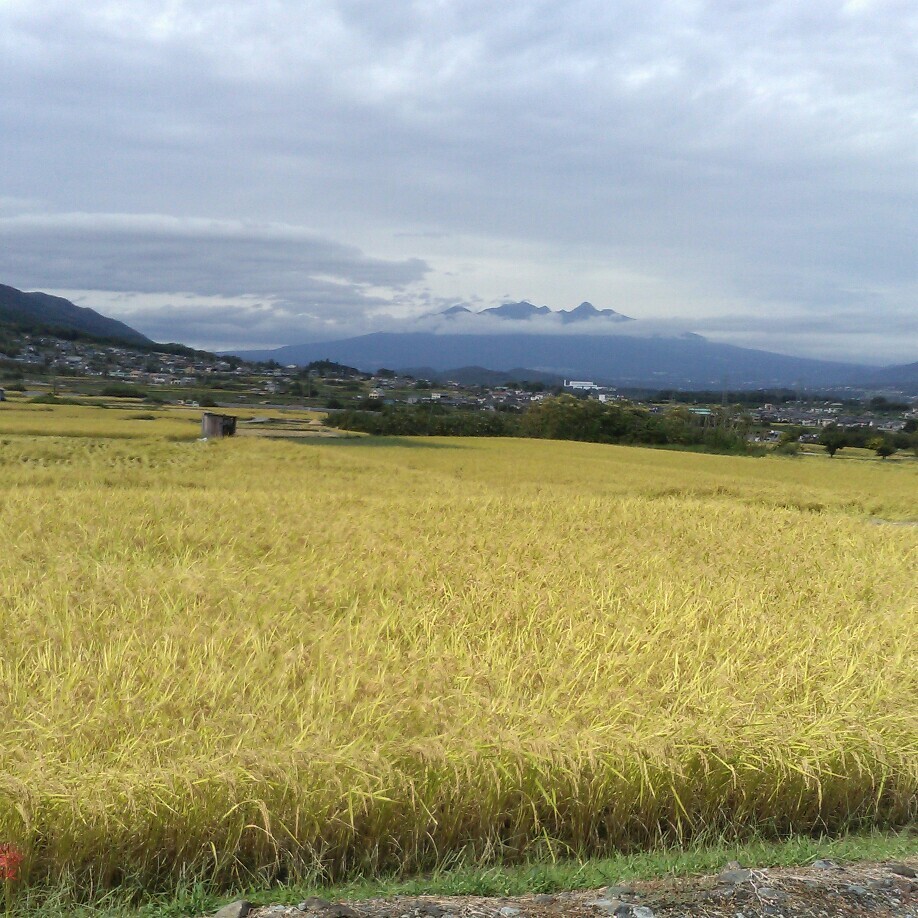 金色の絨毯のような田んぼ