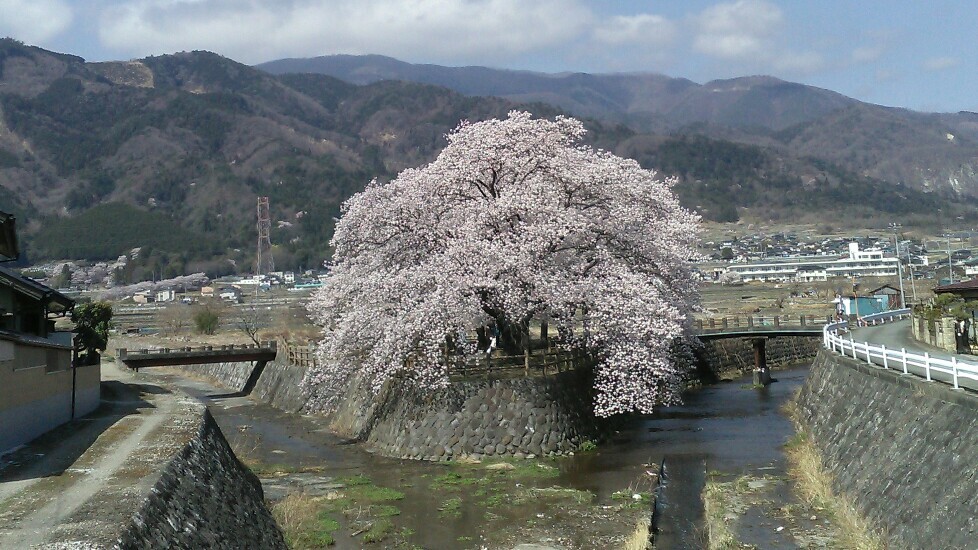 大草町さくら公園の桜