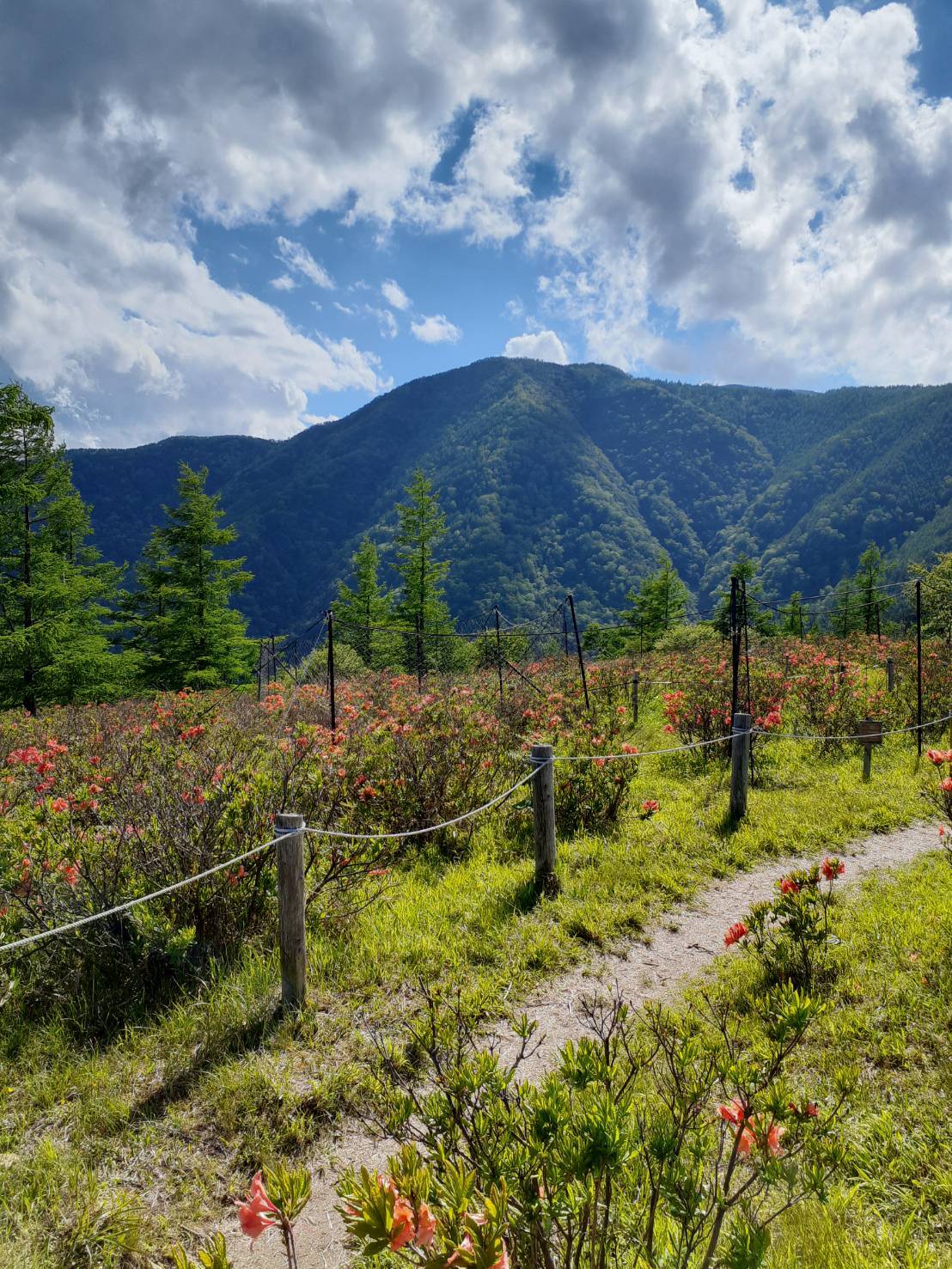 千頭星山への道