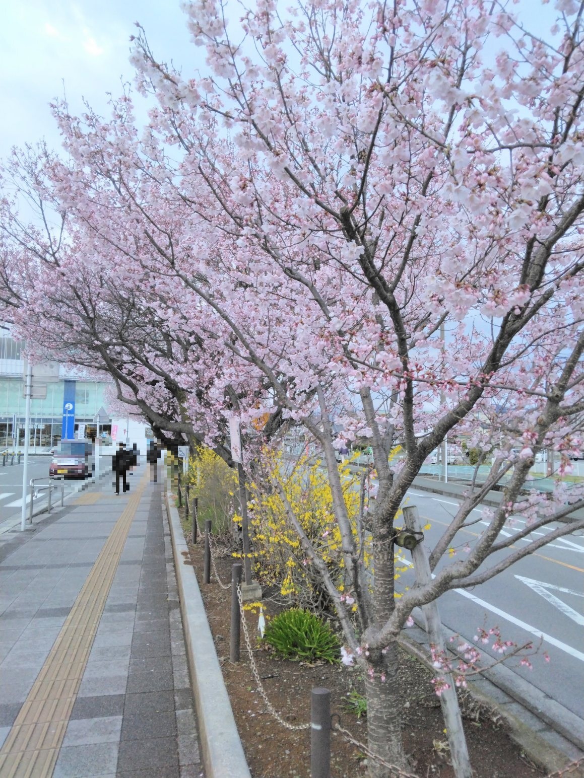 駅前の高遠小彼岸桜