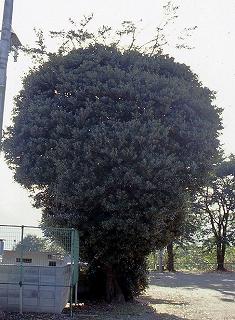 こんもりと丸く葉が生い茂っている旧穴山小学校のひいらぎの木の写真