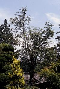 周りにも木々が生えており、中央に写っている日之城の大ナシの写真