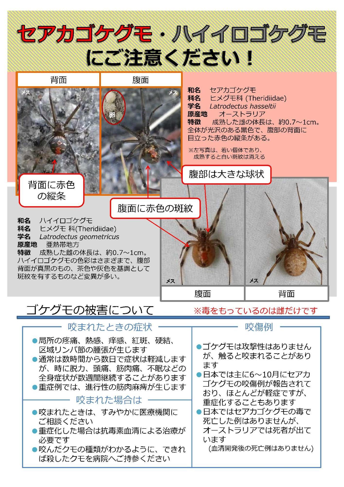 セアカゴケグモ注意喚起チラシ
