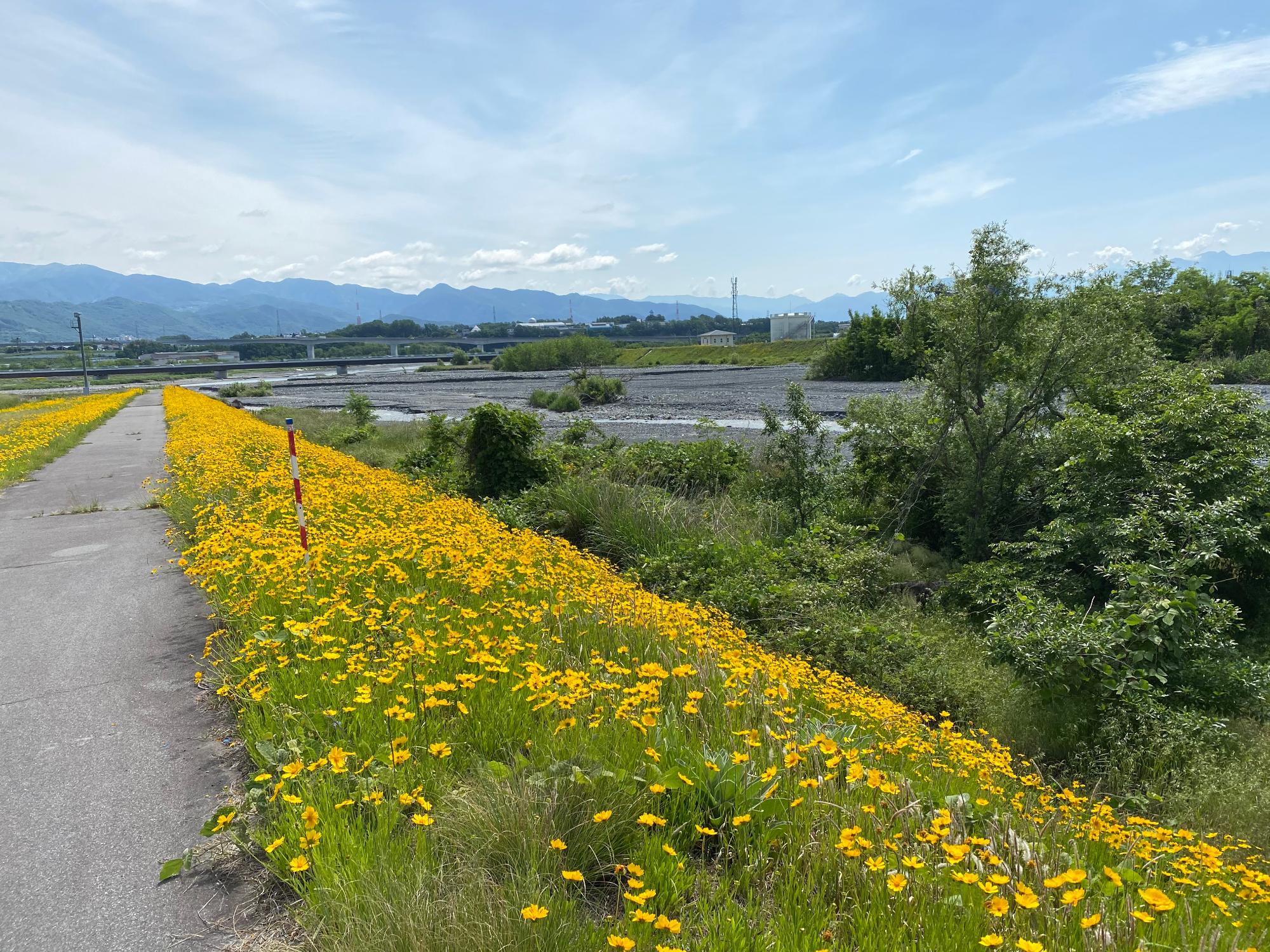 河川敷に大群落を作るオオキンケイギクの写真