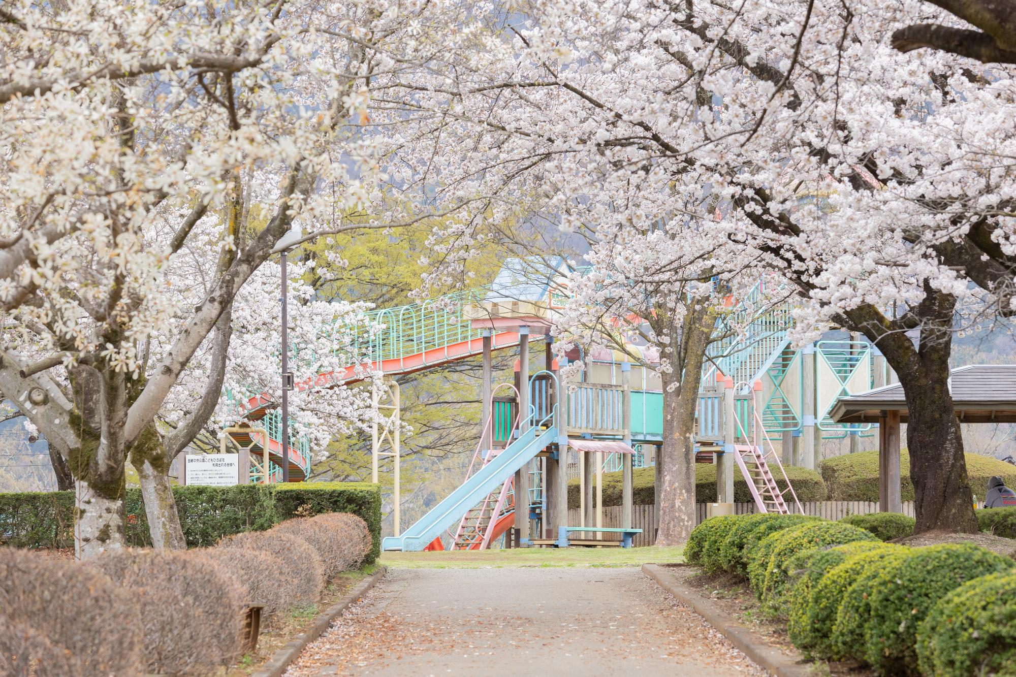 中央公園さくら