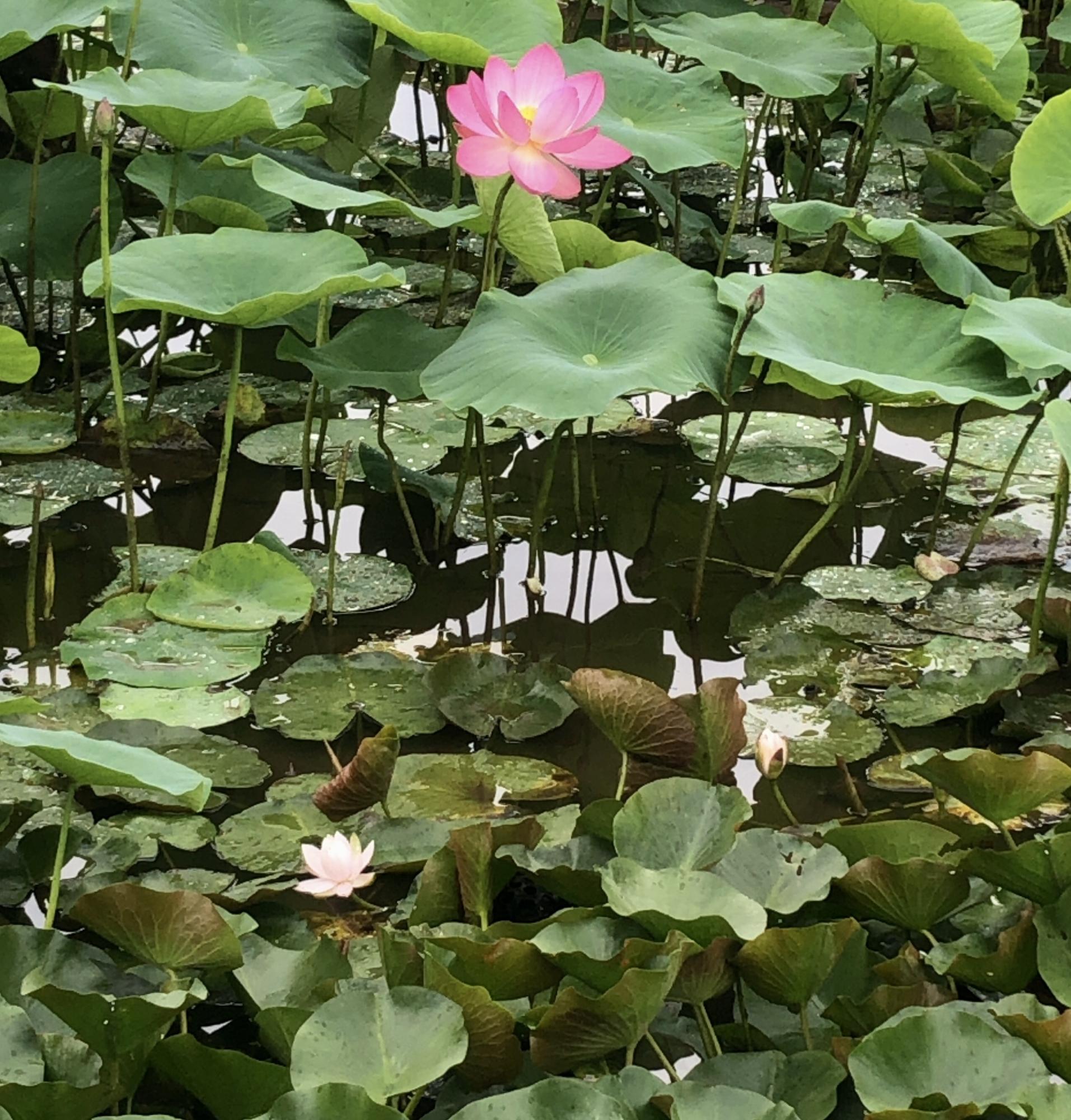 穴山町大賀ハス池