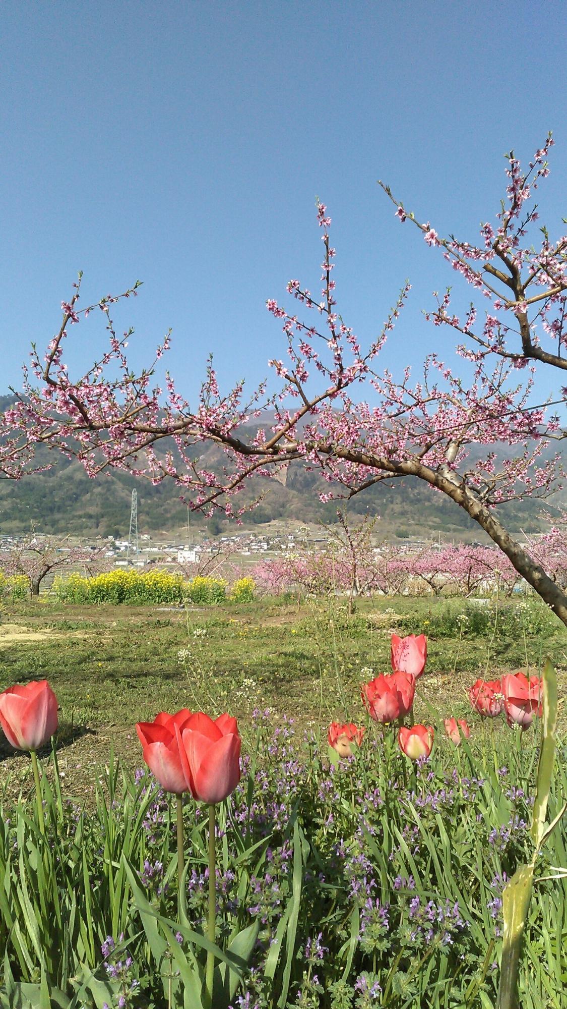 大草町の風景