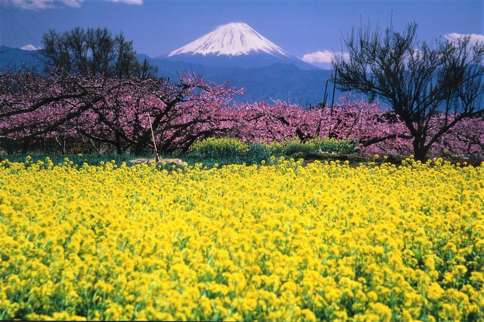 新府桃源郷から望む富士山