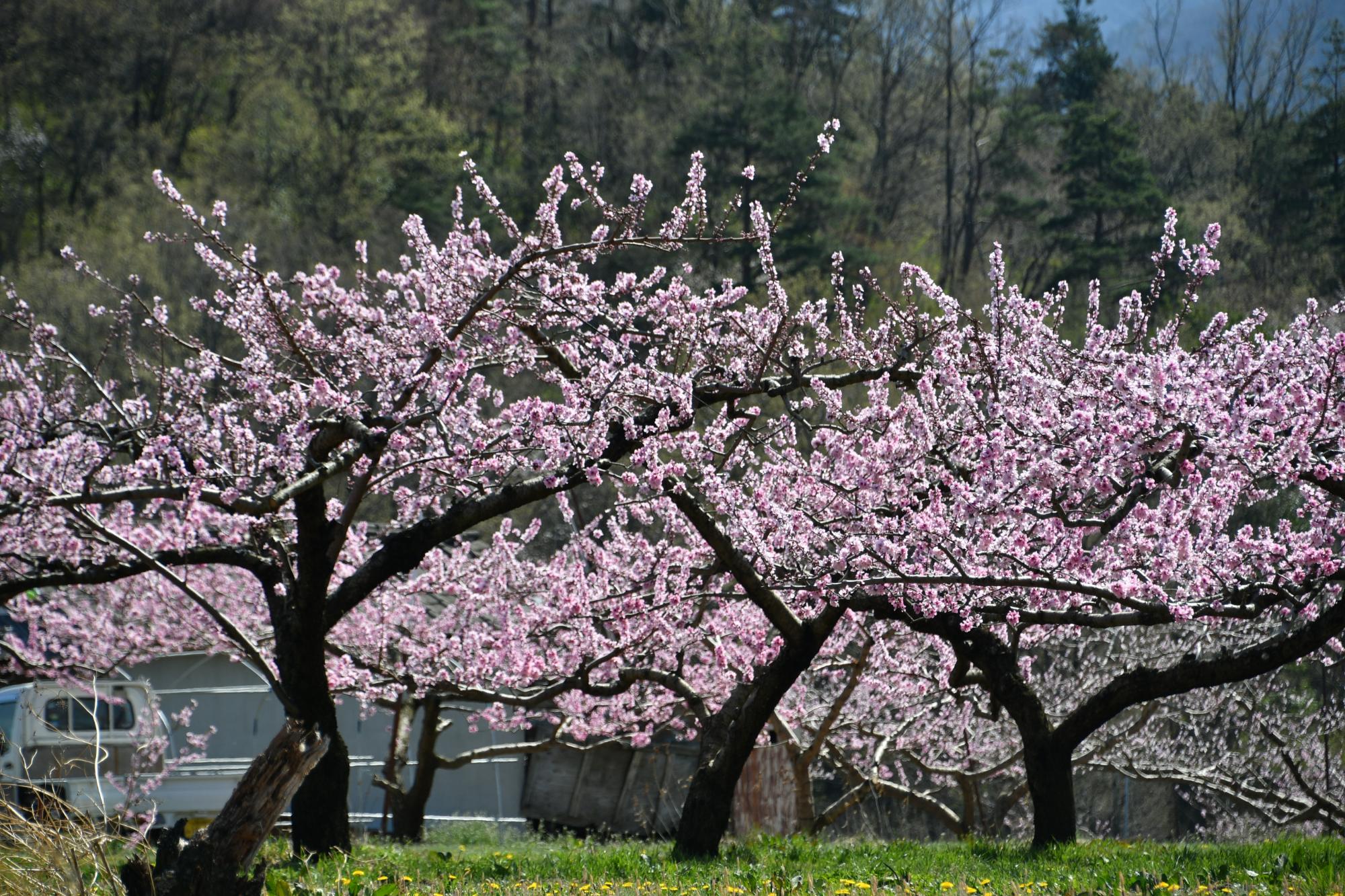 新府桃源郷の桃の花