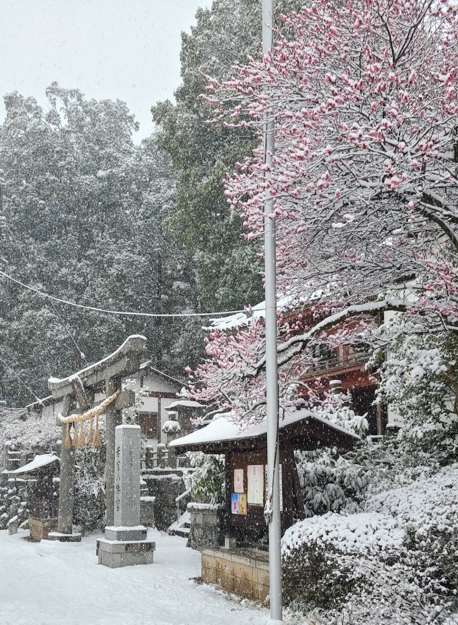 大雪の際の梅の花