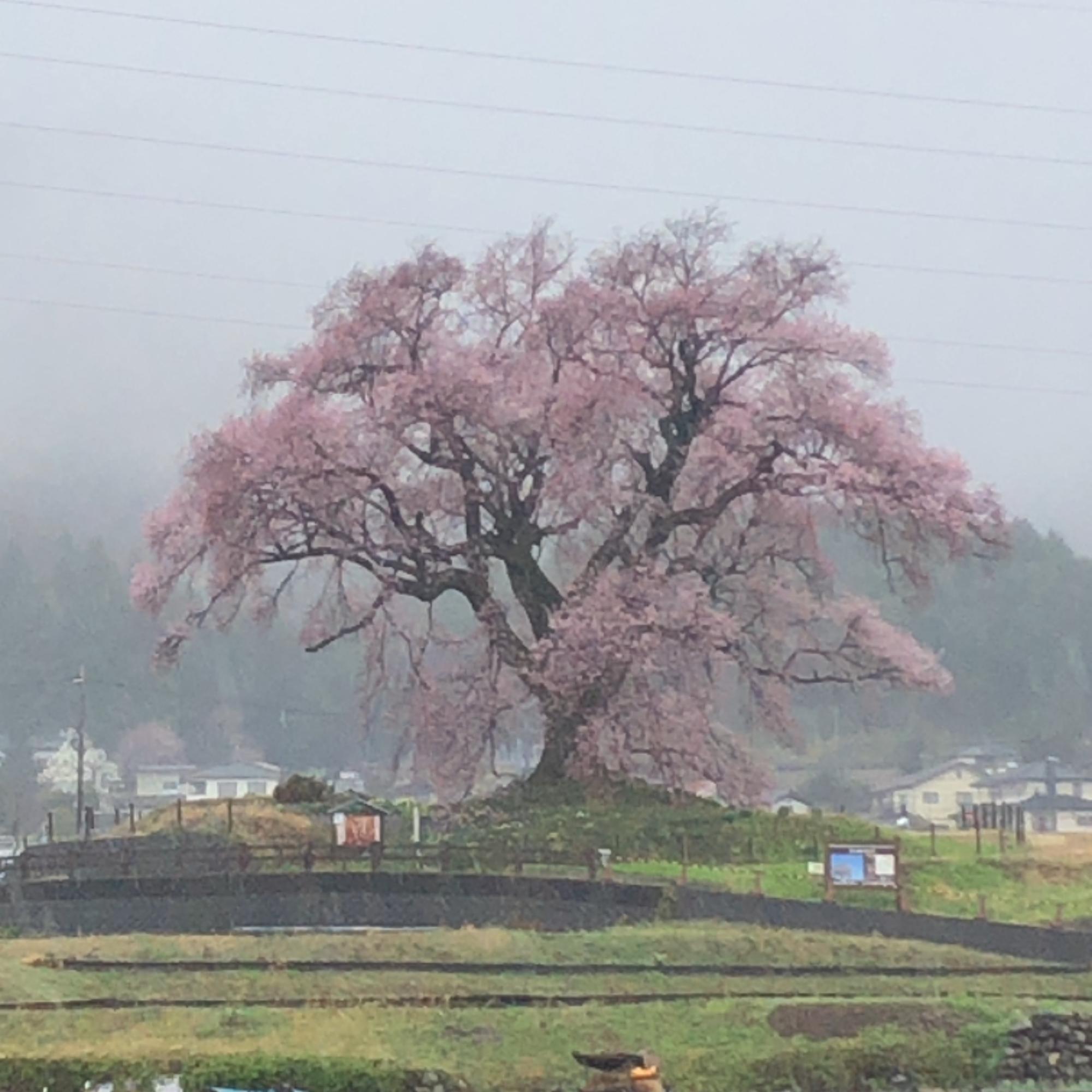 わに塚のサクラライトアップ前