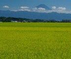 黄緑色をした稲が広がる田園風景の奥に富士山が見える写真