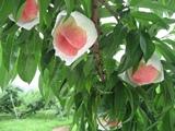 袋が掛けられた桃が3つ木に実っている写真