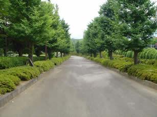 両脇に木が並ぶ公園内の園路の写真