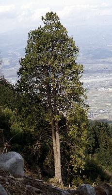 山の斜面に立っているアスナロの木の写真