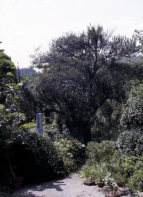 緑の木々でおおわれている中央に朝鮮マキの木が写っている写真