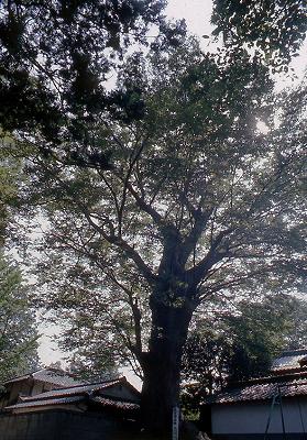 大きなケヤキの木を下から写しており、太い幹と空を覆う程の枝葉が広がっている勝手神社のケヤキの写真
