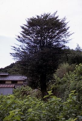 手前に草が生い茂っている奥に一本だけすっと生えている北宮地のサカキの木の写真