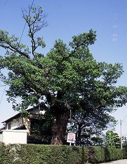樹木の垣根の中に生えており、枝が四方に伸び、緑の葉で茂っている駒井上野のコナラの木の写真