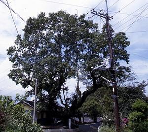 大空に枝葉が伸びている大木の宮久保のクヌギの写真