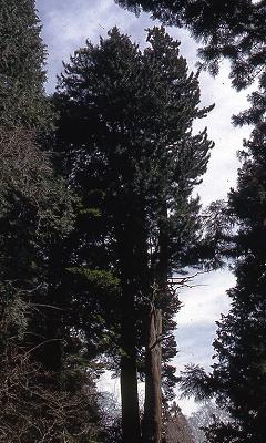 すっと空に伸びて立っている大きな大木である苗敷山の高野マキの写真