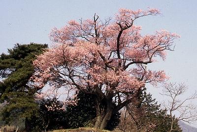 ピンク色の桜の花が満開に咲いているエドヒガンサクラの写真
