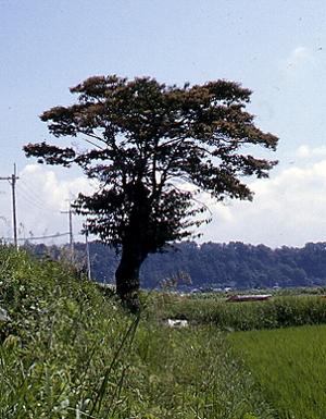 水田の土手に生えている大きな武田のクマノミズキの木の写真
