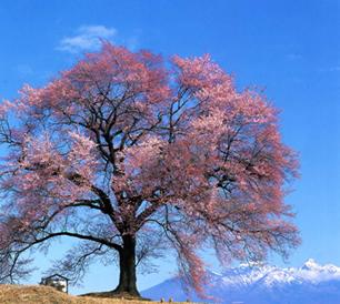 青空の中、四方に旺盛に枝が伸びており、ピンク色の花を満開にさせて咲いている、わに塚のサクラの写真