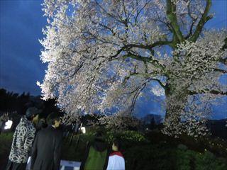 わに塚のサクラが満開になっており、市長と、市民の方が、きれいな夜桜を眺めている様子を背後から写している写真