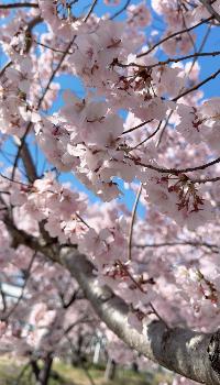 韮崎駅桜