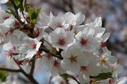 枝いっぱいに咲いている桜の花の写真
