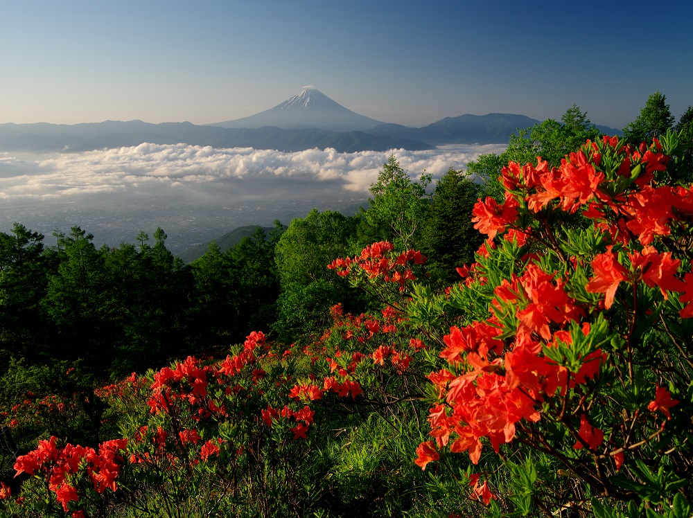 甘利山と富士山