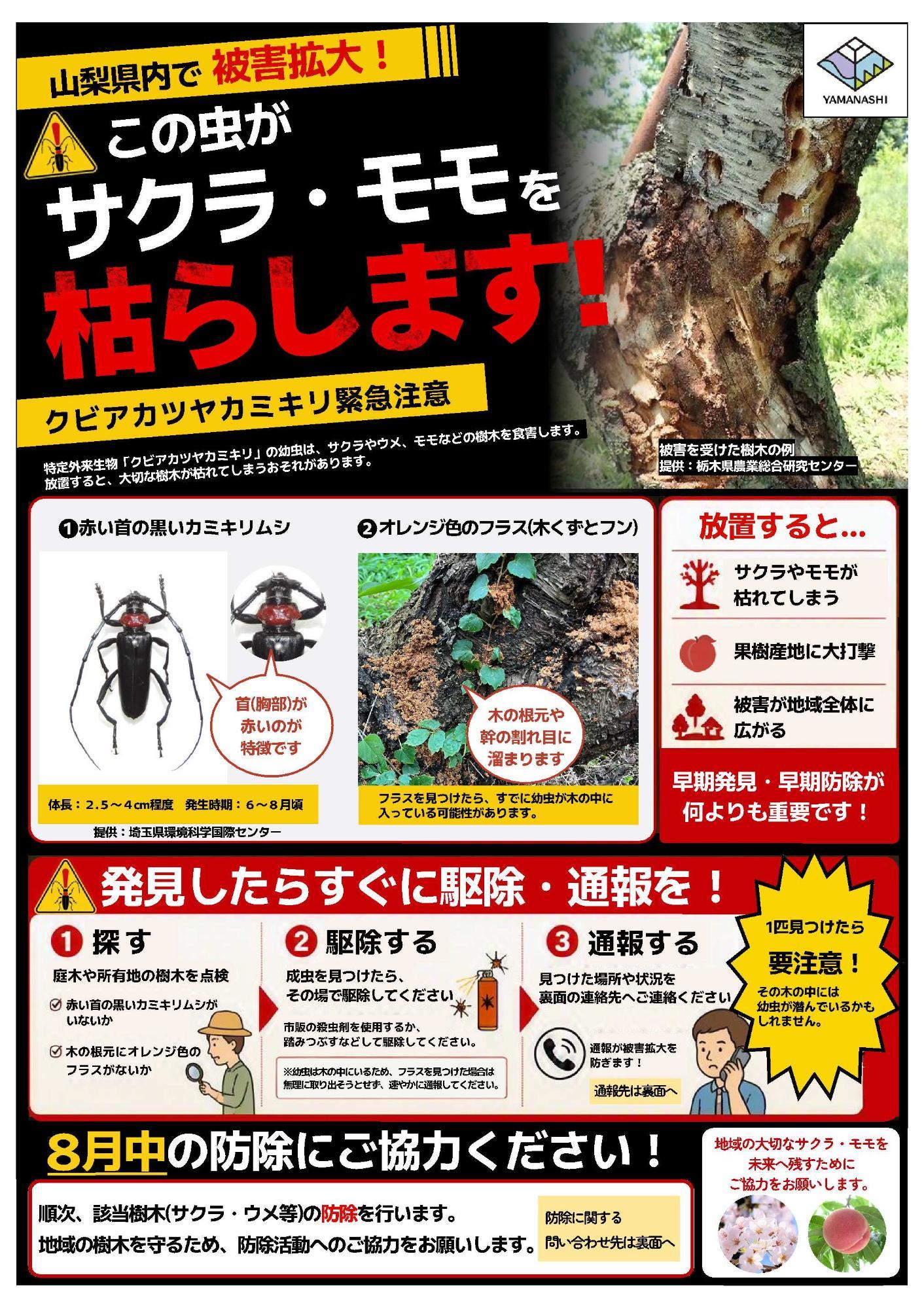 新クビアカツヤカミキリ注意喚起チラシ
